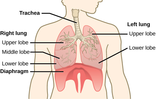Figure_39_01_08