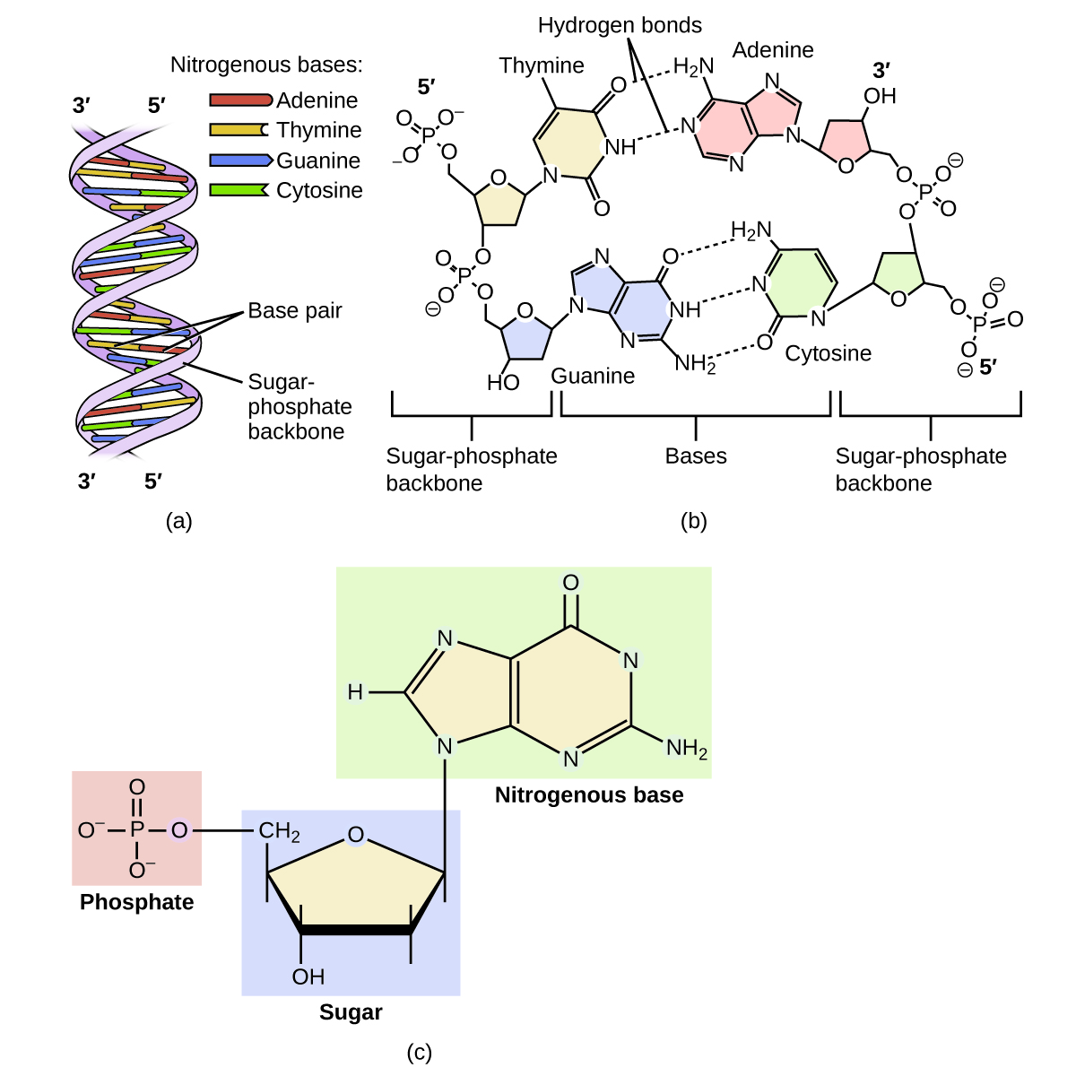 Diagram a shows DNA as a double helix composed of the nitrogenous bases adenine, thymine, guanine, and cytosine paired up along a sugar-phosphate backbone. The helix has labeled 3 prime and 5 prime directions or ends. In diagram b, the molecular level arrangement of the bases connected by hydrogen bonding within the sugar-phosphate backbone is shown. Adenine is shown with hydrogen bonding to thymine and similarly the linkage via hydrogen bonding between cytosine and guanine is shown. Again, 3 prime and 5 prime directional information is provided. In diagram c, the bonding between a nitrogenous base, sugar, and phosphate is shown.