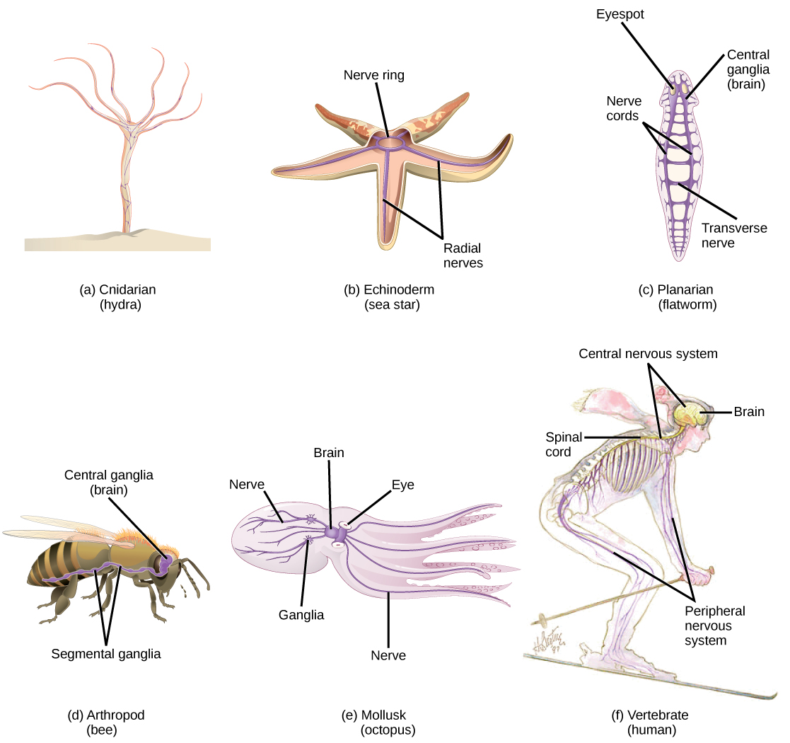 Illustration A shows the nerve net of a hydra, which resembles a fish net surrounding the body. The hydra is plant like, with a trunk and tentacle like extensions at the top of the trunk. Illustration B shows the nervous system of a sea star. A nerve ring is present in the center of the body. Radiating out from this ring into the five arms are radial nerves. Illustration C shows the nervous system of a planarian, or flatworm. The flatworm has centralized ganglia, or brains, around each eye in the anterior end, and two nerve cords that run along the sides of the body. Transverse nerves connect the nerve cords together. Illustration D shows the nervous system of a bee. The central ganglia, or brain, is located in the head. The segmental ganglia runs along the lower part of the body. Bumps of nerve cell bodies, called peripheral ganglia, occur periodically along the nerve cord. Illustration E shows the nervous system of the octopus, which consists of a large brain located between the two eyes, and nerves that run into the body and arms. Two large ganglia exist in the nerves located in the body. Illustration F shows the nervous system of a human, which consists of a central nervous system composed of the brain and spinal cord, and a peripheral nervous system composed of the nerves running into the rest of the body.