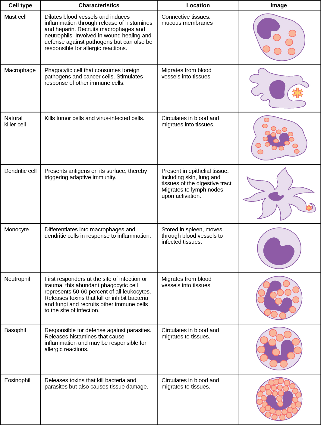 Table shows various types of white blood cells and describes their function. Mast cells, natural killer cells, neutrophils, basophils and eosinophils are all filled with granules and have a horseshoe-shaped nucleus. Macrophages are irregular in shape, with a round nucleus. Dendrites have star-like projections and a small horseshoe shaped nucleus. Mast cells dilate blood vessels and induce inflammation through release of histamines and heparin. They also recruit macrophages and neutrophils, and are involved in wound healing and defense against pathogens, but can also be responsible for allergic reactions. They are found in connective tissue and mucous membranes. Macrophages are phagocytic cells that consume foreign pathogens and cancer cells. They stimulate response of other immune cells and migrate from blood vessels into tissues. Natural killer cells kill tumor cells and virus-infected cells. They circulate in blood and migrate into tissues. Dendritic cells present antigens on their surface, thereby triggering adaptive immunity. They are present in tissues in epithelial tissue, including skin, lung and tissues of the digestive tract. Migrate to lymph nodes upon activation. Monocytes differentiate into macrophages and dendritic cells in response to inflammation. They are stored in spleen, move through blood vessels to infected tissues. Neutrophils are first responders at the site of infection or trauma, these abundant phagocytic cell representing 50-60% of all leukocytes. Release toxins that kill or inhibit bacteria and fungi and recruit other immune cells to the site of infection. They migrate from blood vessels into tissues. Basophils are responsible for defense against parasites. They release histamines that cause inflammation and may be responsible for allergic reactions. They circulate in blood and migrate to tissues. Eosinophils release toxins that kill bacteria and parasites but also causes tissue damage. They circulate in blood and migrate to tissues.