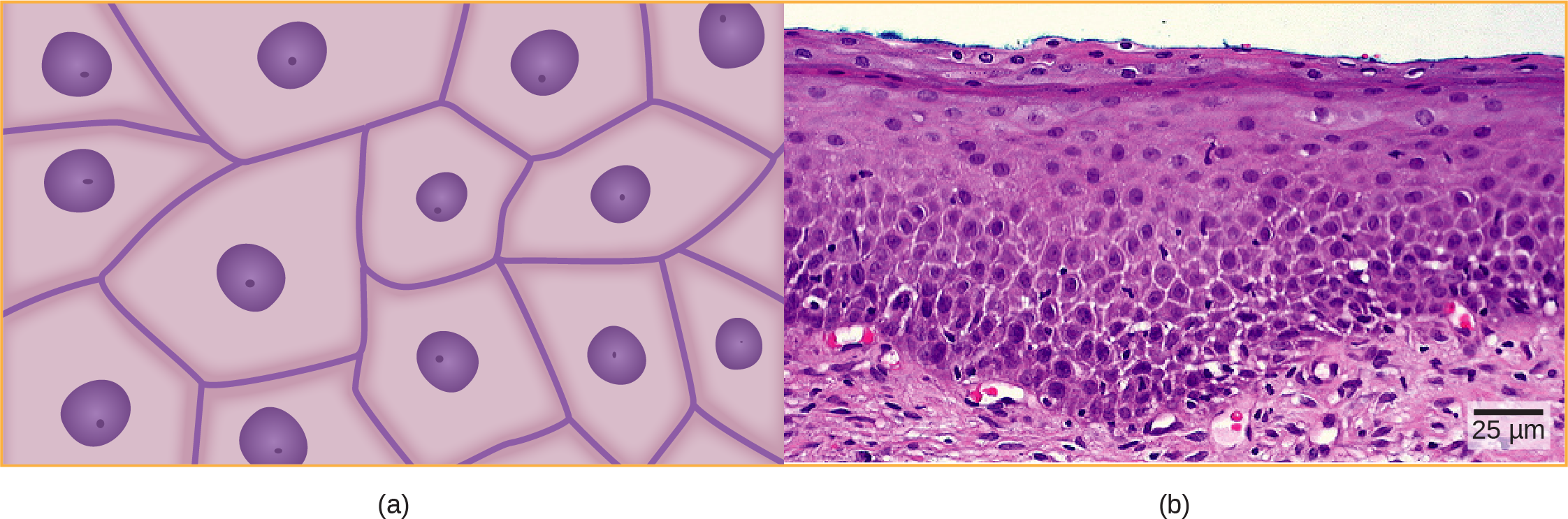Illustration A shows irregularly shaped cells with a central nucleus. Micrograph B shows a cross section of squamous cells from the human cervix. In the upper layer the cells appear to be tightly packed. In they middle layer they appear to be more loosely packed, and in the lower layer they are flatter and elongated.