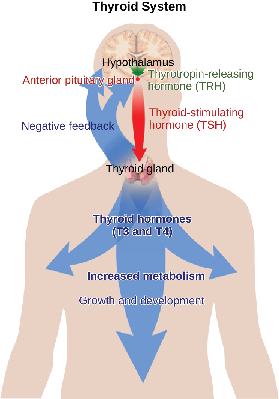 The hypothalamus secretes thyrotropin-releasing hormone, which causes the anterior pituitary gland to secrete thyroid-stimulating hormone, or T S H. Thyroid-stimulating hormone causes the thyroid gland to secrete the thyroid hormones T 3 and T 4, which increase metabolism, resulting in growth and development. In a negative feedback loop, T 3 and T 4 inhibit hormone secretion by the hypothalamus and pituitary, terminating the signal.