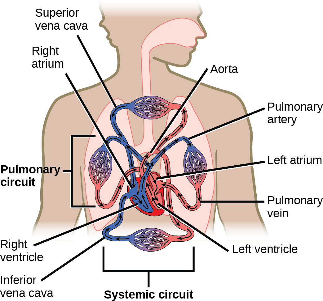 Illustration shows blood circulation through the mammalian systemic and pulmonary circuits. Blood enters the left atrium, the upper left chamber of the heart, through veins of the systemic circuit. The major vein that feeds the heart from the upper body is the superior vena cava, and the major vein that feeds the heart from the lower body is the inferior vena cava. From the left atrium blood travels down to the left ventricle, then up to the pulmonary artery. From the pulmonary artery blood enters capillaries of the lung. Blood is then collected by the pulmonary vein, and re-enters the heart through the upper left chamber of the heart, the left atrium. Blood travels down to the left ventricle, then re-enters the systemic circuit through the aorta, which exits through the top of the heart. Blood enters tissues of the body through capillaries of the systemic circuit.