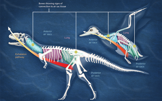 Illustration A shows the direction of airflow in both inhalation and exhalation in birds. During inhalation, air passes from the beak down the trachea to the posterior air sac located behind the lungs. From the posterior air sac, air enters the lungs, and the anterior air sac in front of the lungs. Air from both air sacs also enters hollows in bones. During exhalation air from hollows in the bones enters the air sacs, then the lungs, then the trachea, where it exits through the beaks. Illustration B compares a dinosaur and a bird. Both have anterior air sacs in front of the lungs, and posterior air sacs behind them. The air sacs connect to hollow openings in bones.