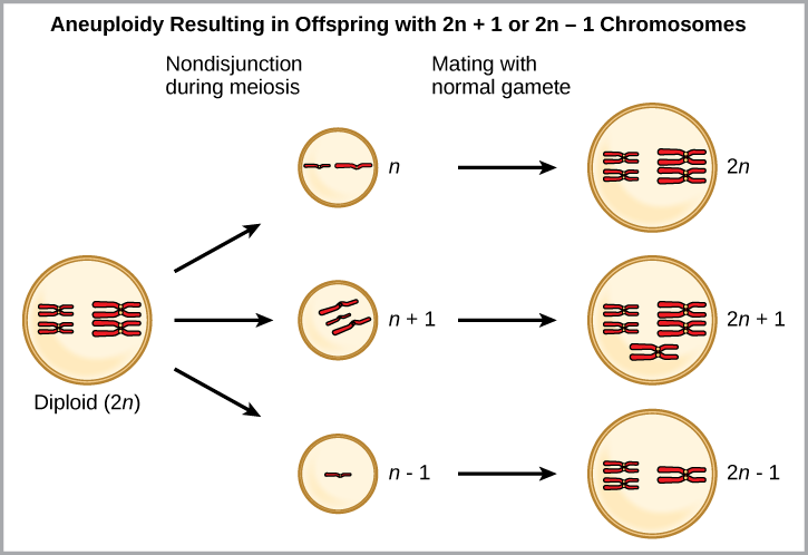Figure 9.3-14 Aneuploidy results Aneuploidy results when chromosomes fail to separate correctly during meiosis. As a result, one gamete has one too many chromosomes, shown as n plus 1, and the other has one too few, shown as n minus 1. When the n + 1 gamete fuses with a normal gamete, the resulting zygote has 2 n + 1 chromosomes. When the n minus 1 gamete fuses with a normal gamete, the resulting zygote has 2 n minus 1 chromosomes.