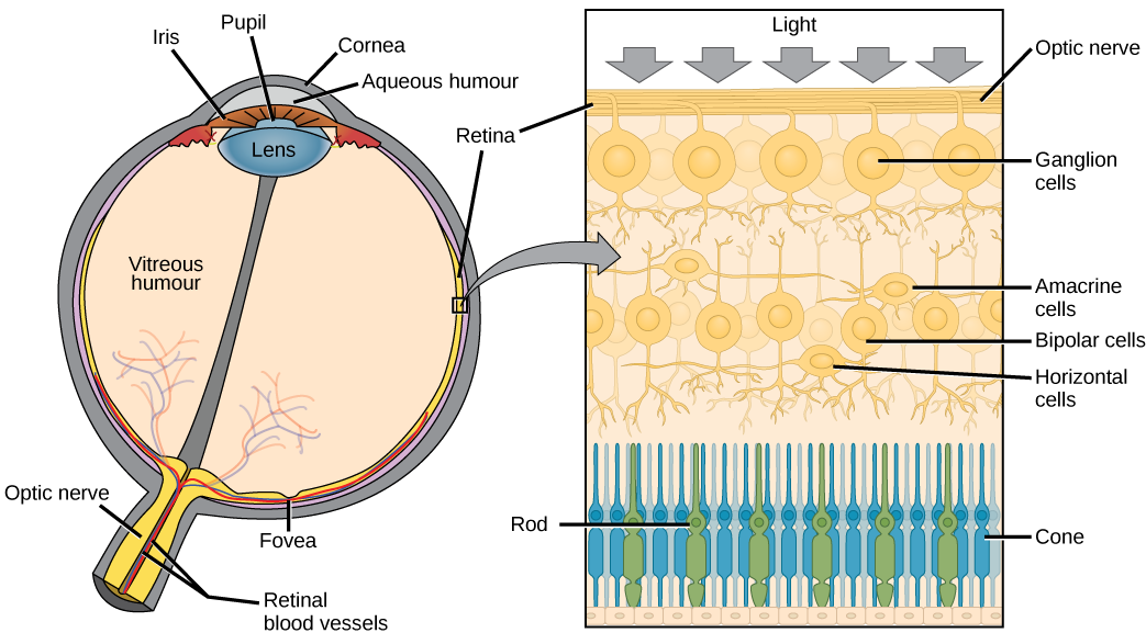 The left illustration shows a human eye, which is round and filled with vitreous humour. The optic nerve and retinal blood vessels exit the back of the eye. At the front of the eye is the lens with a pupil in the middle. The lens is covered by the iris, which in turn is covered by the cornea, which is a convex bump protruding from the eye. The aqueous humour is a gel-like substance between the cornea and iris. The retina is the lining of the inner eye. A second illustration is a blowup which shows that the optic nerve is at the surface of the retina. Beneath the optic nerve is a layer of ganglion cells, and beneath this is a layer of bipolar cells. Both ganglia and bipolar cells are nerve cells with root-like appendages. Beneath the bipolar cell layer are the rods and cones. Rods and cones are similar in structure and column-like.