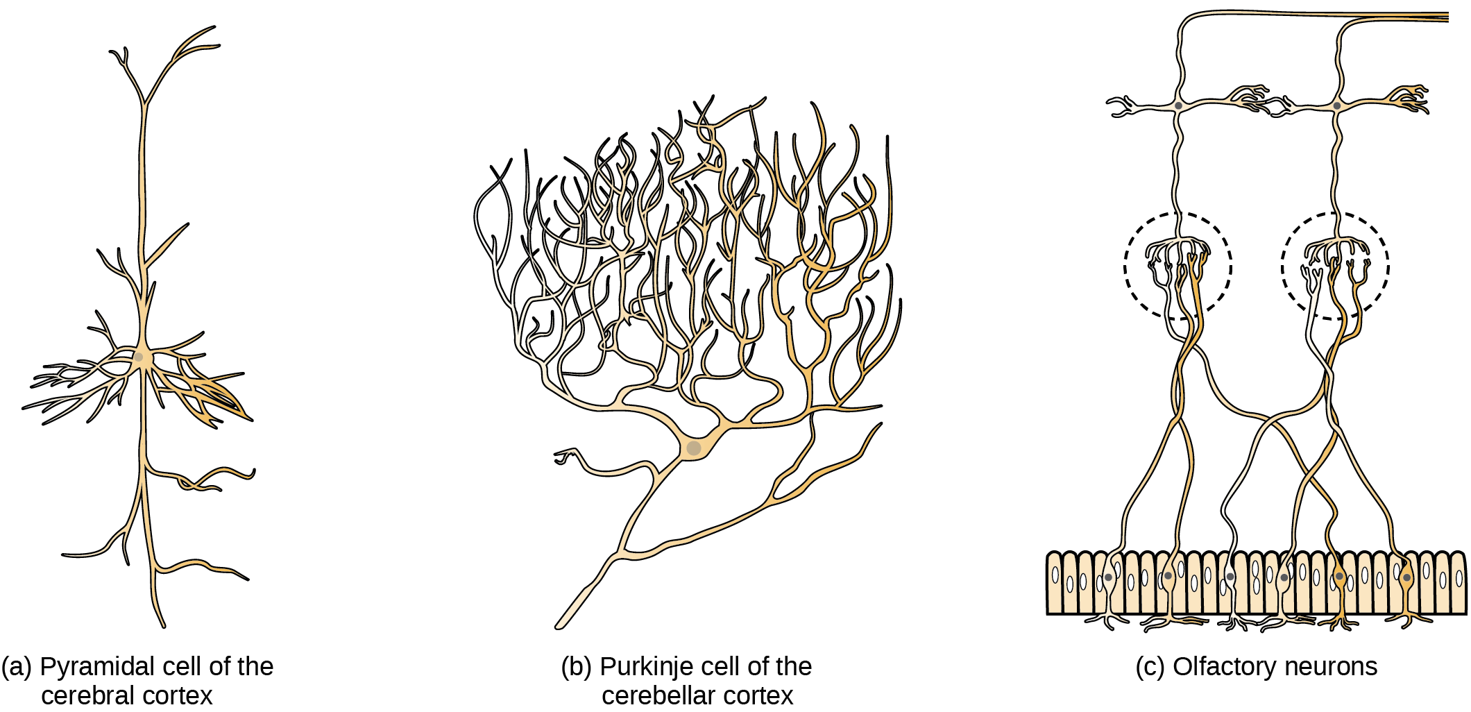 Part A shows a pyramidal cell with two long, branched projections on either end of the soma. Dendrites branch from either side. Part B shows a Purkinje cell with highly branched dendrites opposite the axon. Part C shows cells with long, thin axons. The dendrites are less branched than in pyramidal or Purkinje cells.
