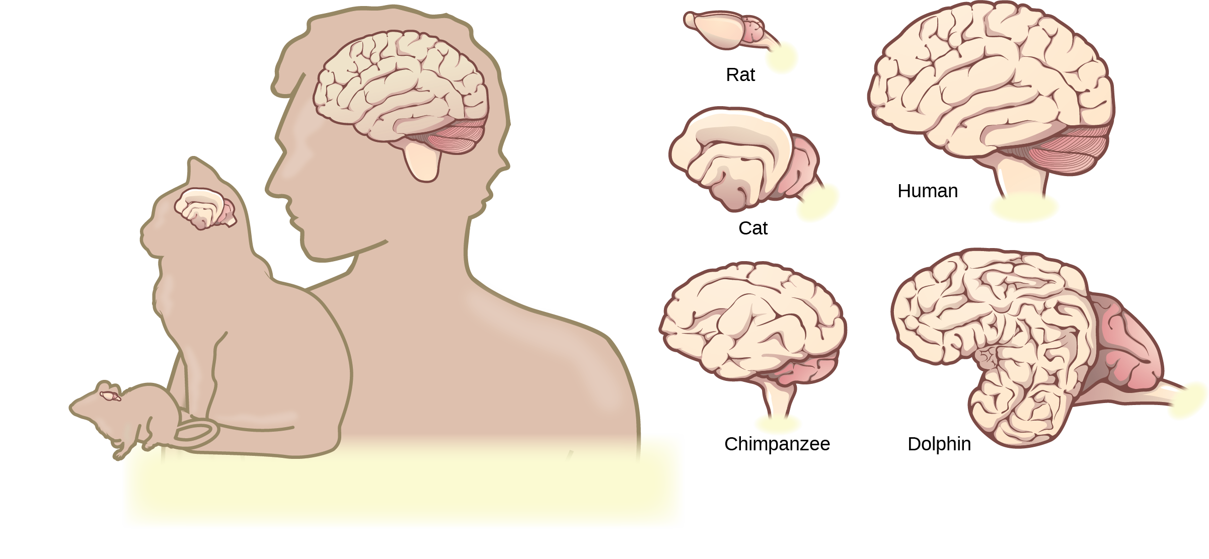Illustrations shows that brains increase in size and amount of cortical folding from rat to cat to chimpanzee to human to dolphin.