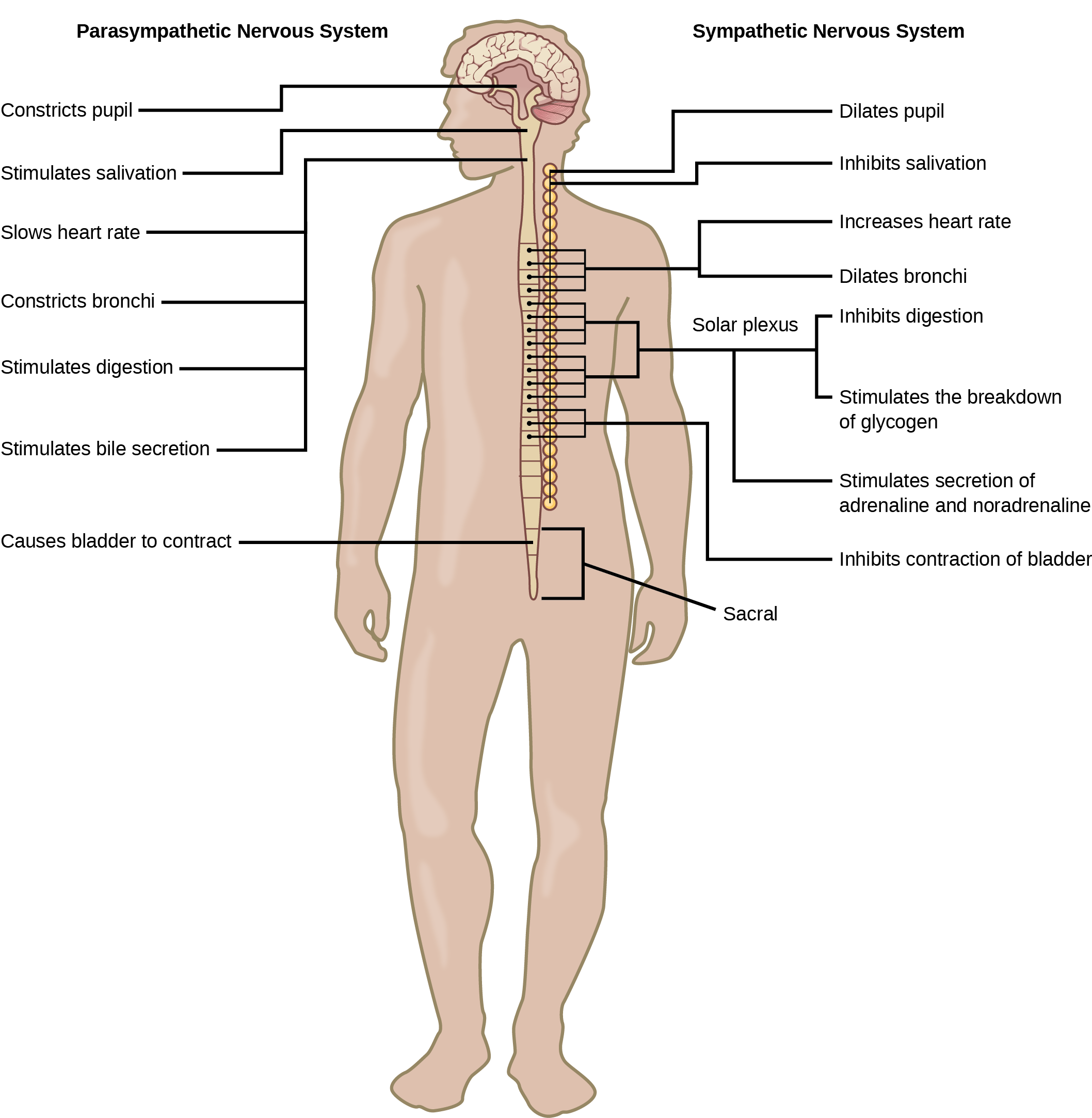 Illustration shows the effects of the sympathetic and parasympathetic systems on target organs, and the placement of the preganglionic neurons that mediate these effects. The parasympathetic system causes pupils and bronchi to constrict, slows the heart rate, and stimulates salivation, digestion, and bile secretion. Preganglionic neurons that mediate these effects are all located in the brain stem. Preganglionic neurons of the parasympathetic system that are located in the sacral cause the bladder to contract. The sympathetic system causes pupils and bronchi to dilate, increases heart rate, inhibits digestion, stimulates the breakdown of glycogen and the secretion of adrenaline and noradrenaline, and inhibits contraction of the bladder. The preganglionic neurons that mediate these effects are all located in the spine.