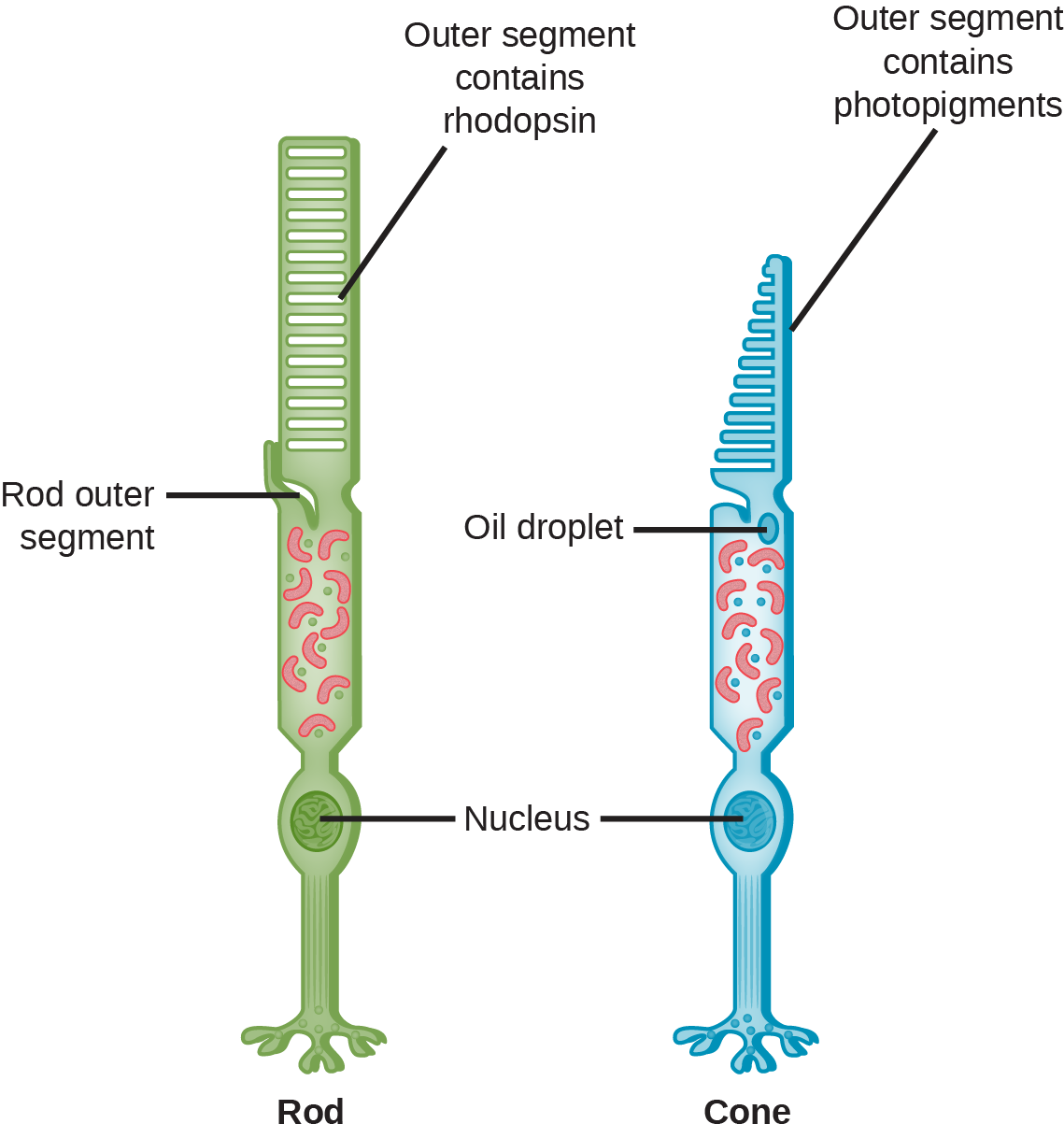 This illustration shows that rods and cones are both long, column-like cells with the nucleus located in the bottom portion. The rod is longer than the cone. The outer segment of the rod contains rhodopsin. The outer segment of the cone contains other photo-pigments. An oil droplet is located beneath the outer segment.