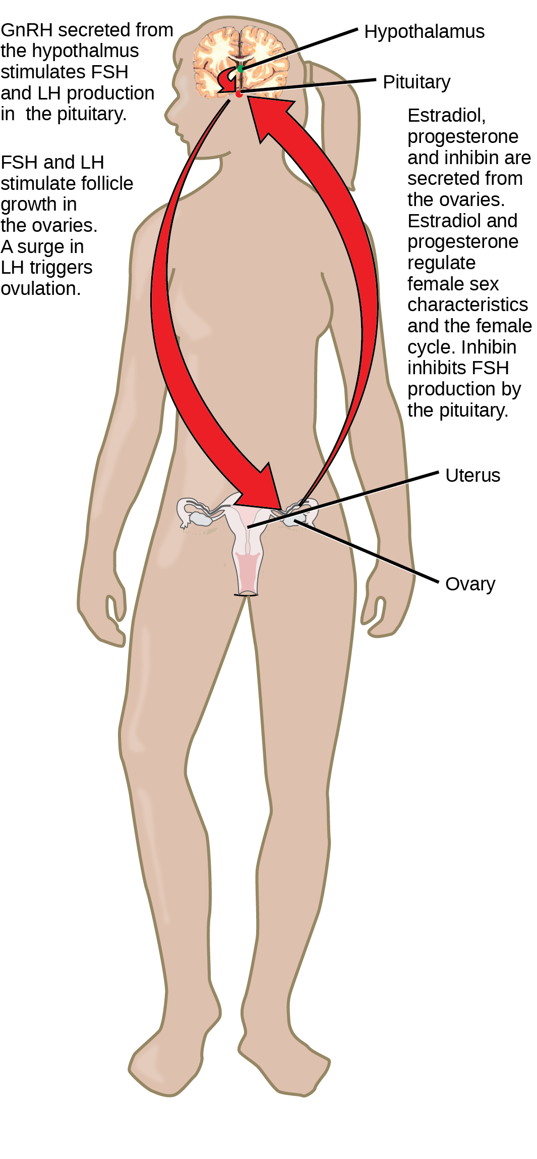 The hypothalamus secretes upper case G lower case n upper case R upper case H, which stimulates secretion of F S H and L H from the pituitary. The hypothalamus and pituitary are both found in the brain. F S H and L H stimulate follicle growth in the ovaries, and a surge in L H triggers ovulation. The two ovaries, which are located on either side of the uterus, secrete estradiol, progesterone, and inhibin. Estrodiol and progesterone regulate female sex characteristics and the menstrual cycle. Inhibin inhibits F S H production by the pituitary in a negative feedback loop.