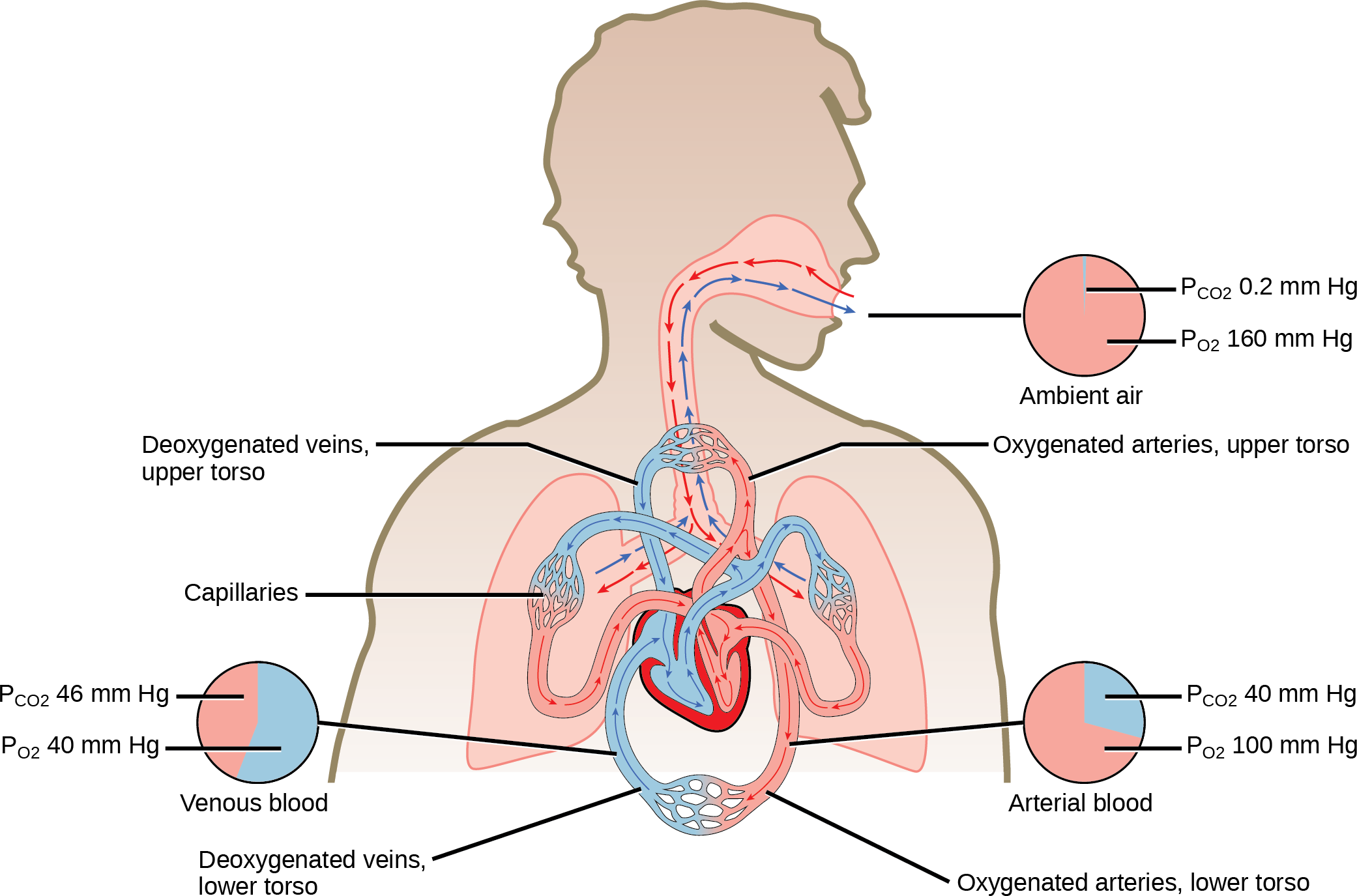 The illustration shows the movement of deoxygenated air into the lungs, and oxygenated air out of the lungs. Also shown is the circulation of blood through the body. Circulation begins when deoxygenated blood in arteries leaves the right side of the heart and enters the lungs. Oxygenated blood exits the lungs, and enters the left side of the heart, which pumps it to the rest of the body via arteries. The partial pressure of oxygen in the atmosphere is 160 millimeters of mercury, and the partial pressure of carbon dioxide is 0.2 millimeters of mercury. The partial pressure of oxygen in the arteries is 100 millimeters of mercury, and the partial pressure of carbon dioxide is 40 millimeters of mercury. The partial pressure of oxygen in the veins is 40 millimeters of mercury, and the partial pressure of carbon dioxide is 46 millimeters of mercury.