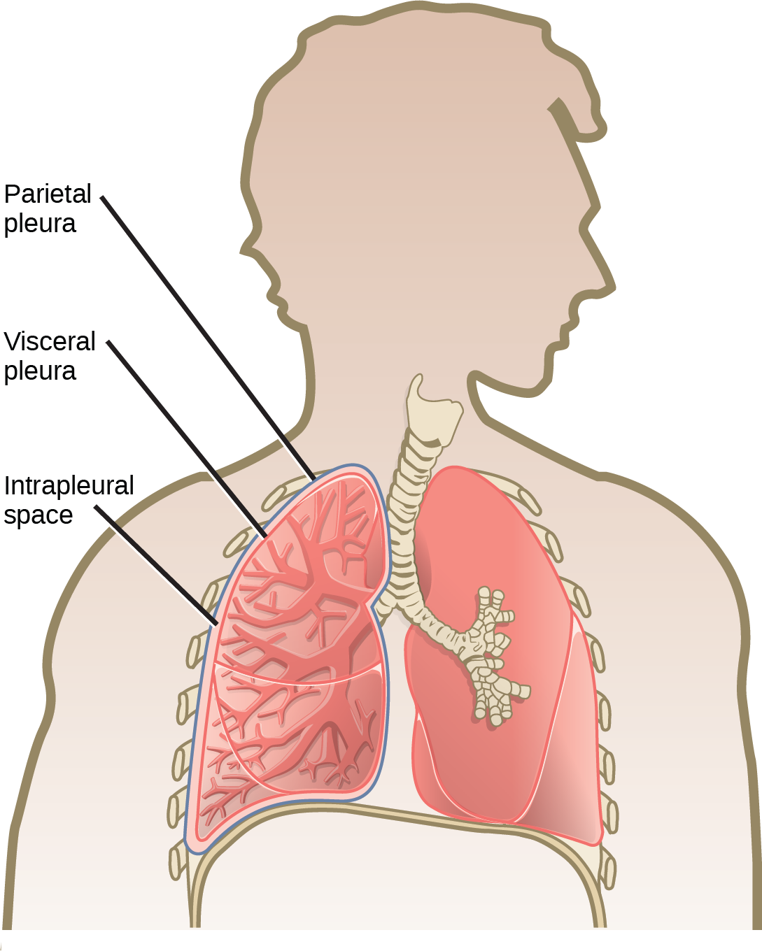 The illustration shows human lungs. Each lung is covered by an inner visceral pleura and an outer parietal pleura. The intrapleural space is the space between the two membranes.