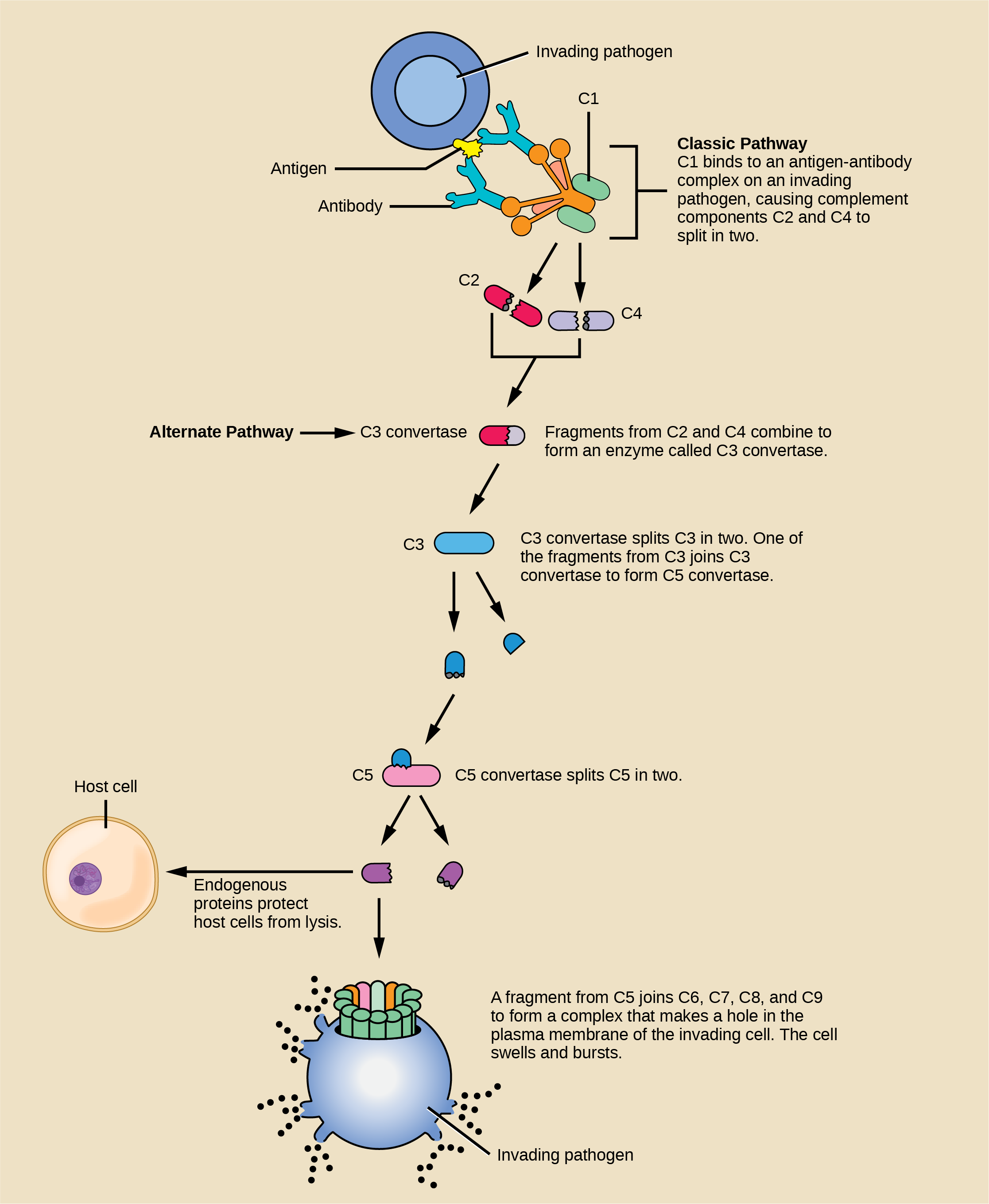 Illustration shows an invading pathogen with an antigen on its surface. In the classic pathway for complement activation, host antibodies bind the antigen, and C 1 binds the antibody. The C 1-antibody complex causes C 2 and C 4 each to split in two. Fragments from C 2 and C 4 each joins together to form an enzyme called C 3 convertase. C 3convertase splits C 3 in two. One of the fragments from C 3 joins C 3 convertase to form C 5 convertase. C 5 convertase splits C 5 in two. A fragment from C 5 joins C 6, C 7, C 8, and C 9 to form a complex that makes a hole in the plasma membrane for the invading cell. The cell swells and bursts. In the alternative pathway, C 3 convertase spontaneously splits C 3 in two and the rest of the pathway proceeds the same as the classic pathway. Host cells are protected from complement by the presence of endogenous proteins.