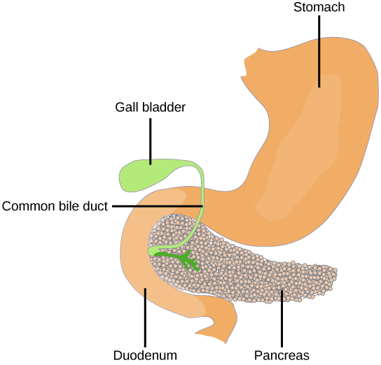 The pancreas is a grainy, teardrop-shaped organ tucked between the stomach and intestine. A common bile duct extends from the pancreas to a small pouch like structure called a gall bladder.