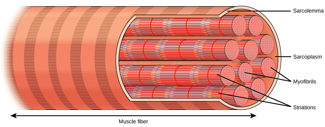 Illustration shows a long, tubular skeletal muscle cell that runs the length of a muscle fiber. Bundles of fibers called myofibrils run the length of the cell. The myofibrils have a banded appearance. The sarcolemma surrounds the bundle of fibers, and a sarcoplasm that exits around the muscle fibers.