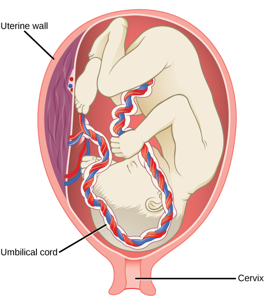 Illustration shows a third trimester fetus, which is a fully developed baby. The fetus is up-side down and pressing on the cervix. The thick umbilical cord extends from the fetus' belly to the uterine wall.