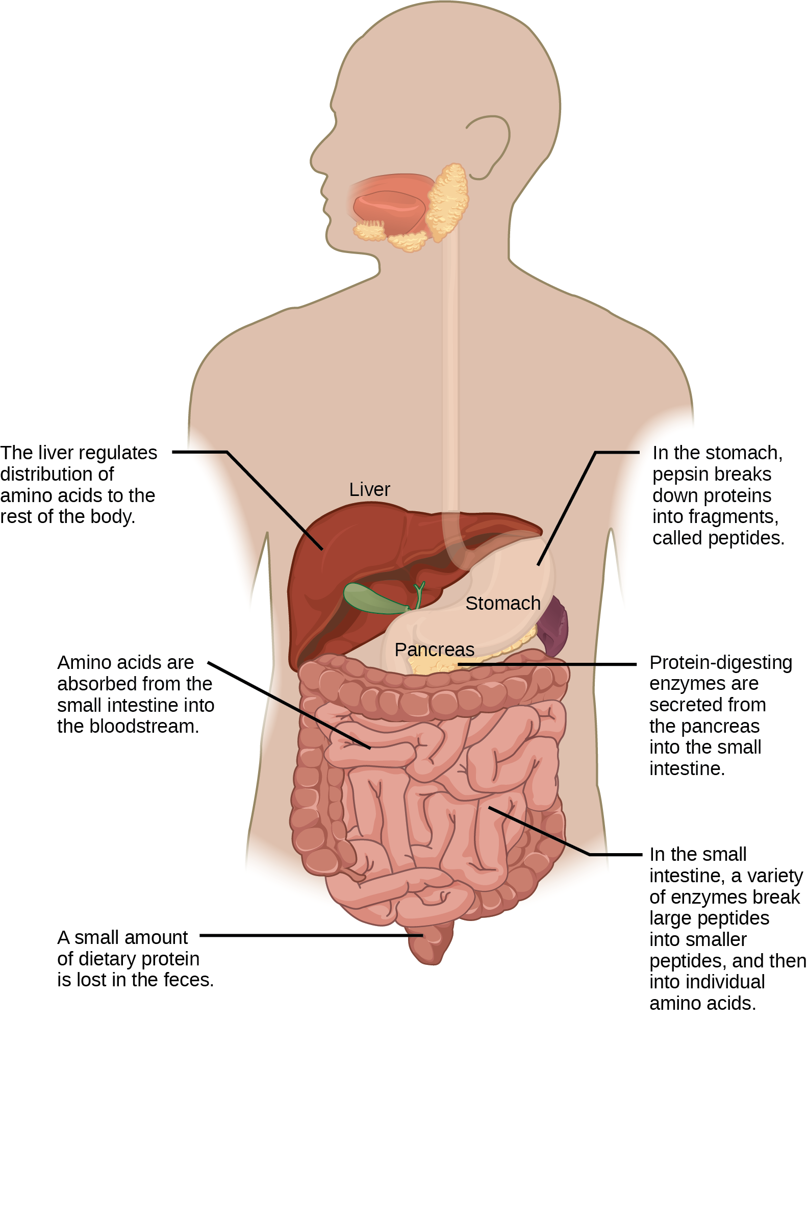 Protein digestion begins in the stomach, where pepsin breaks proteins down into fragments, called peptides. Further digestion occurs in the small intestine, where a variety of enzymes break peptides down into smaller peptides, and then into individual amino acids. Several of the protein-digesting enzymes found in the small intestine are secreted from the pancreas. Amino acids are absorbed from the small intestine into the blood stream. The liver regulates the distribution of amino acids to the rest of the body. A small amount of dietary protein is lost in the feces.