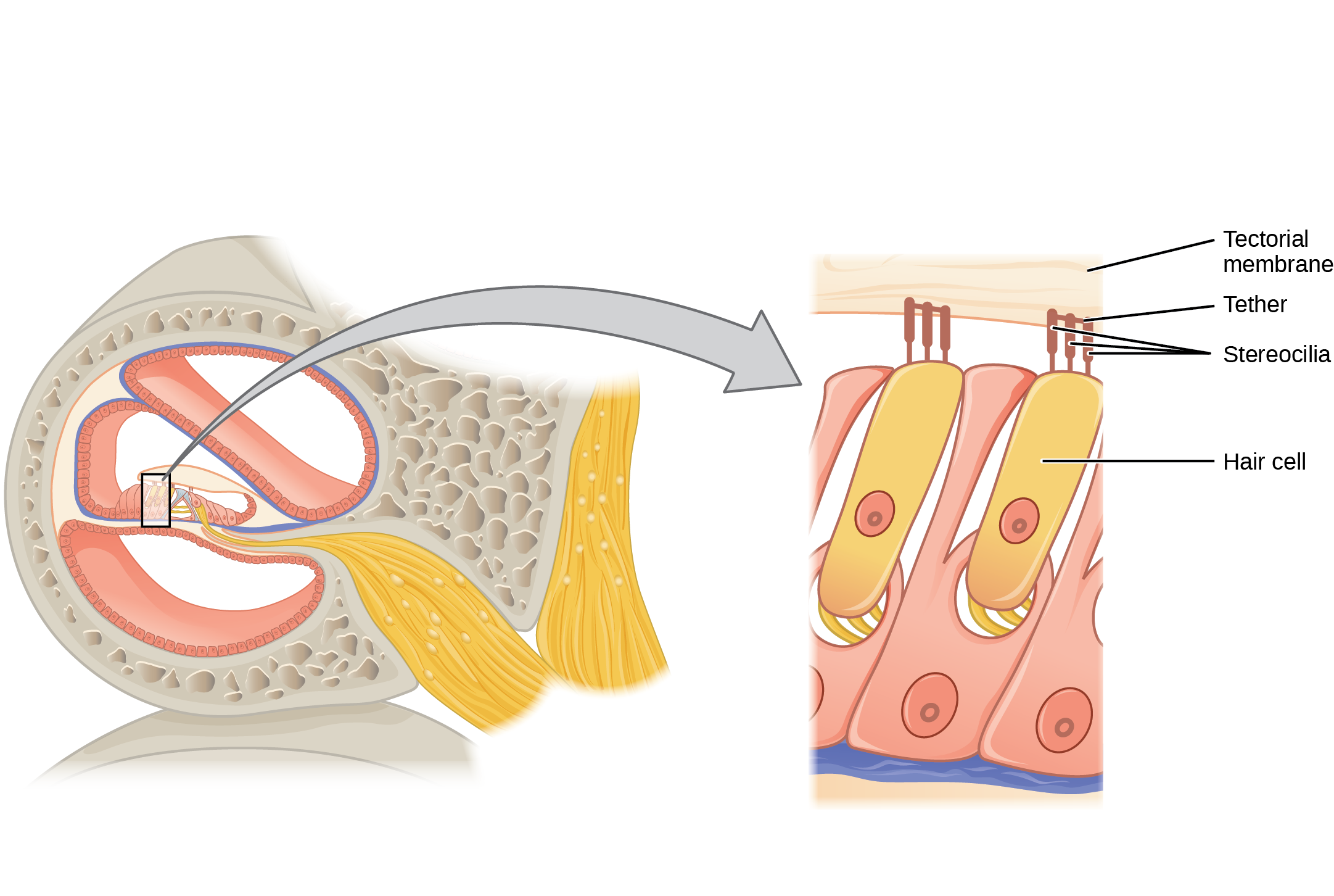 This diagram shows the structure of the hair cell. The right panel shows a magnified view of the hair cell. The hair cell is a mechanoreceptor with an array of stereocilia emerging from its apical surface. The stereocilia are tethered together by proteins that open ion channels when the array is bent toward the tallest member of their array, and closed when the array is bent toward the shortest member of their array.