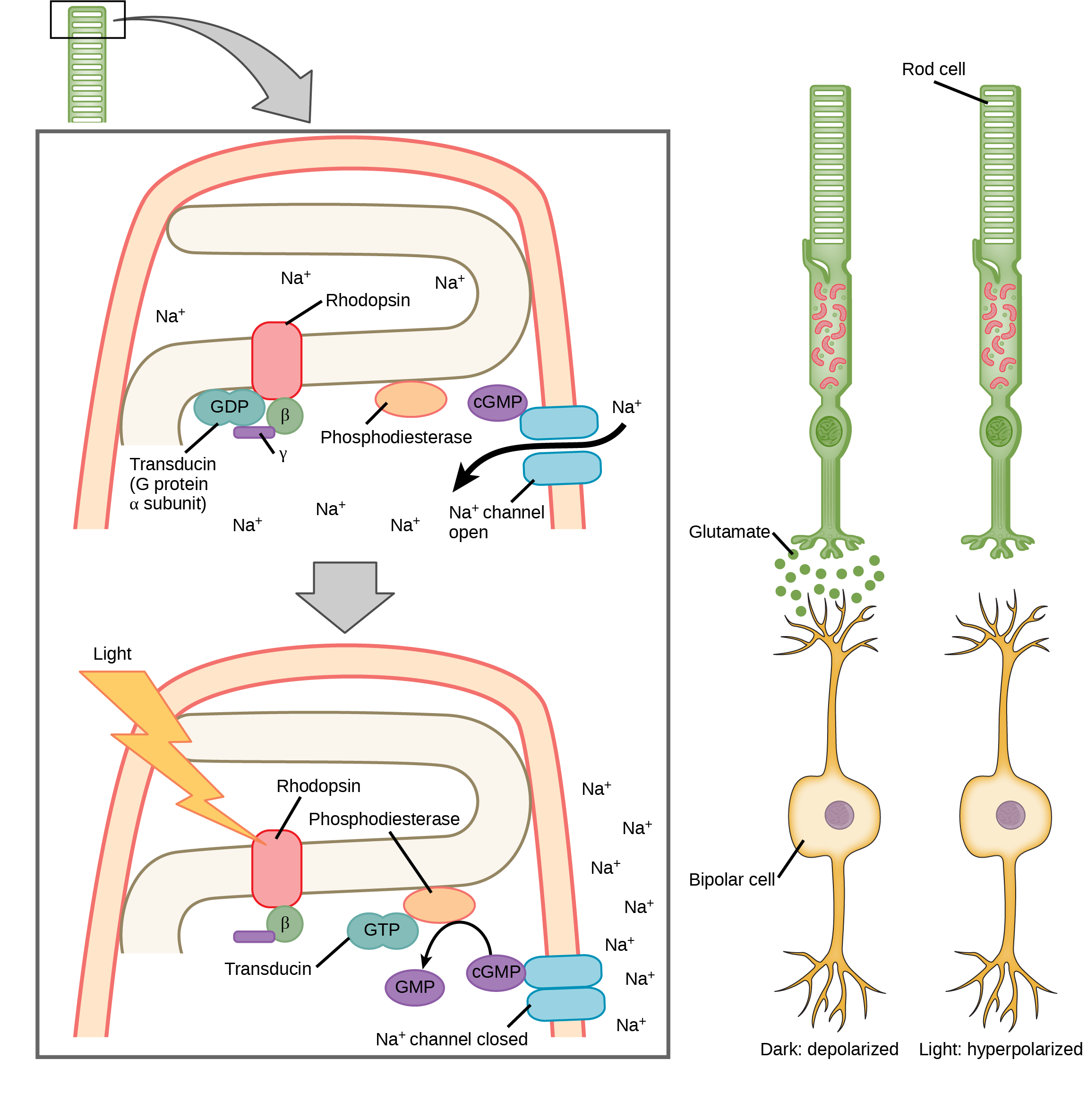 Illustration A shows the signal transduction pathway for rhodopsin, which is located in internal membranes at the top of rod cells. When light strikes rhodopsin, a G protein called transducing is activated. Transducin has three subunits, alpha, beta and gamma. Upon activation, G D P on the alpha subunit is replaced with G T P. The subunit dissociates, and binds phosphodiesterase. Phosphodiesterase, in turn, converts c G M P to G M P, which closes sodium ion channels. As a result, sodium can no longer enter the cell, and the membrane becomes hyperpolarized. Illustration b shows that the tall, thin rod cell is stacked on top of a bipolar nerve cell. In the dark the membrane is depolarized, and glutamate is released from the rod cell to the axon terminal of the bipolar cell. In the light, no glutamate is released.