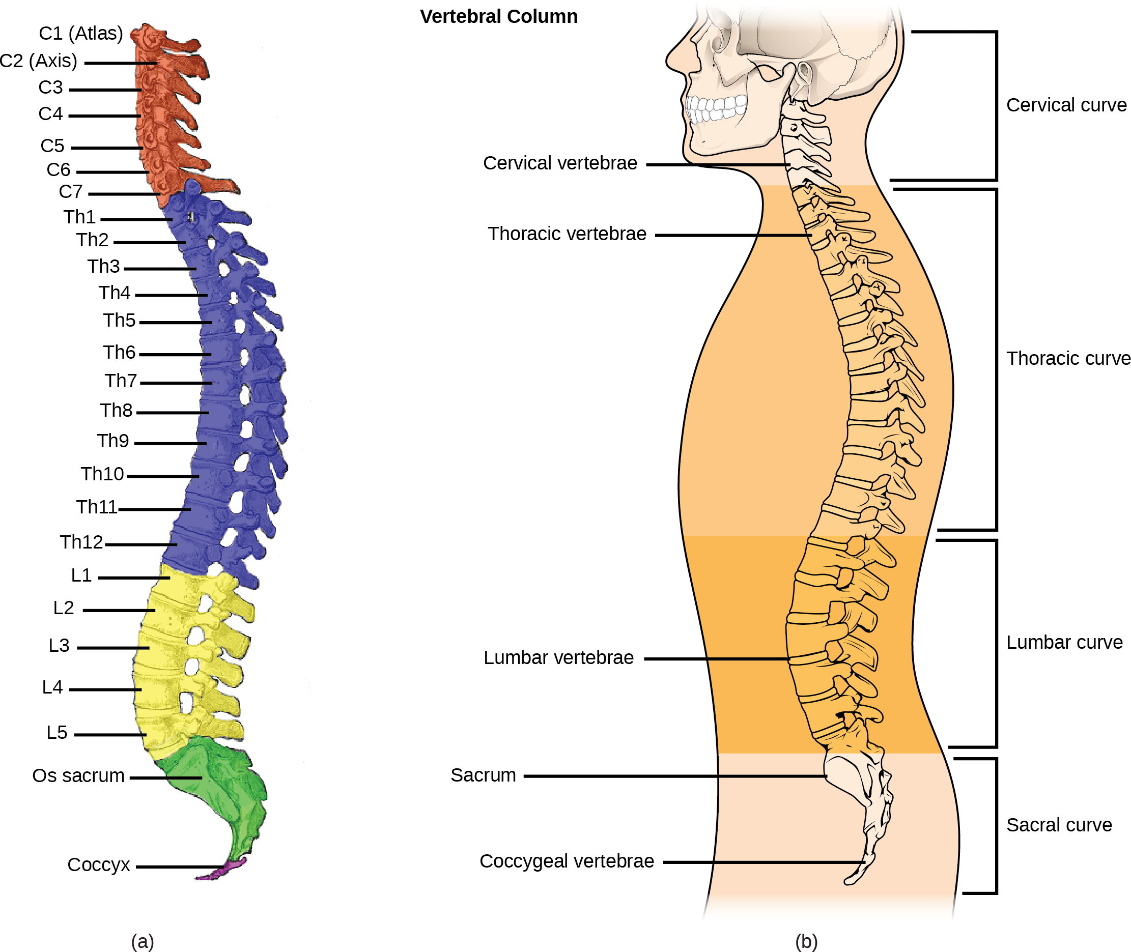 Illustration A shows all the vertebrae in a vertebral column. Illustration B shows that different sections of vertebrae curve in different directions. The cervical vertebrae in the neck curve toward the front of the body. The top cervical vertebrae is called the atlas, or c 1. The next bone down is the c 2, or axis. There are 7 cerebral vertebrae. Next are the thoracic vertebrae, which extend from the neck to the bottom of the rib cage, curve toward the back of the body. These are labeled as T h 1, which is the first thoracic vertebrae below the cervicals, to t h 12, which is the lowest of the thoracic vertebrae. Next are the lumbar vertebrae, which extend to the bottom of the back, curve toward the front again. These lumbar vertebrae are labeled L 1, which is the next vertebrae below the thoracics, thorugh L 5, which is the lowest lumbar vertebrae. The sacrum and the coccygeal vertebrae make up the sacral curve that curves toward the back. The sacrum is above the coccyx.