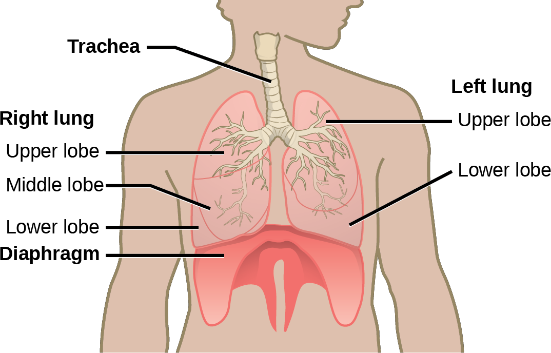 The illustration shows the trachea, which starts at the top of the neck and continues down into the chest, where it branches into the bronchi, which enter the lungs. The left lung has two lobes. The upper lobe is located in front of and above the lower lobe. The right lung has three lobes. The upper lobe is on the top, the lower lobe is on the bottom, and the middle lobe is sandwiched between them. The diaphragm presses against the bottom of the lungs and has the appearance of skin stretched over the top of a drum. Wide flaps of the diaphragm extend downward on the front left and right sides of the body. On the back, thin flaps of diaphragm stretch downward on either side of the spine.
