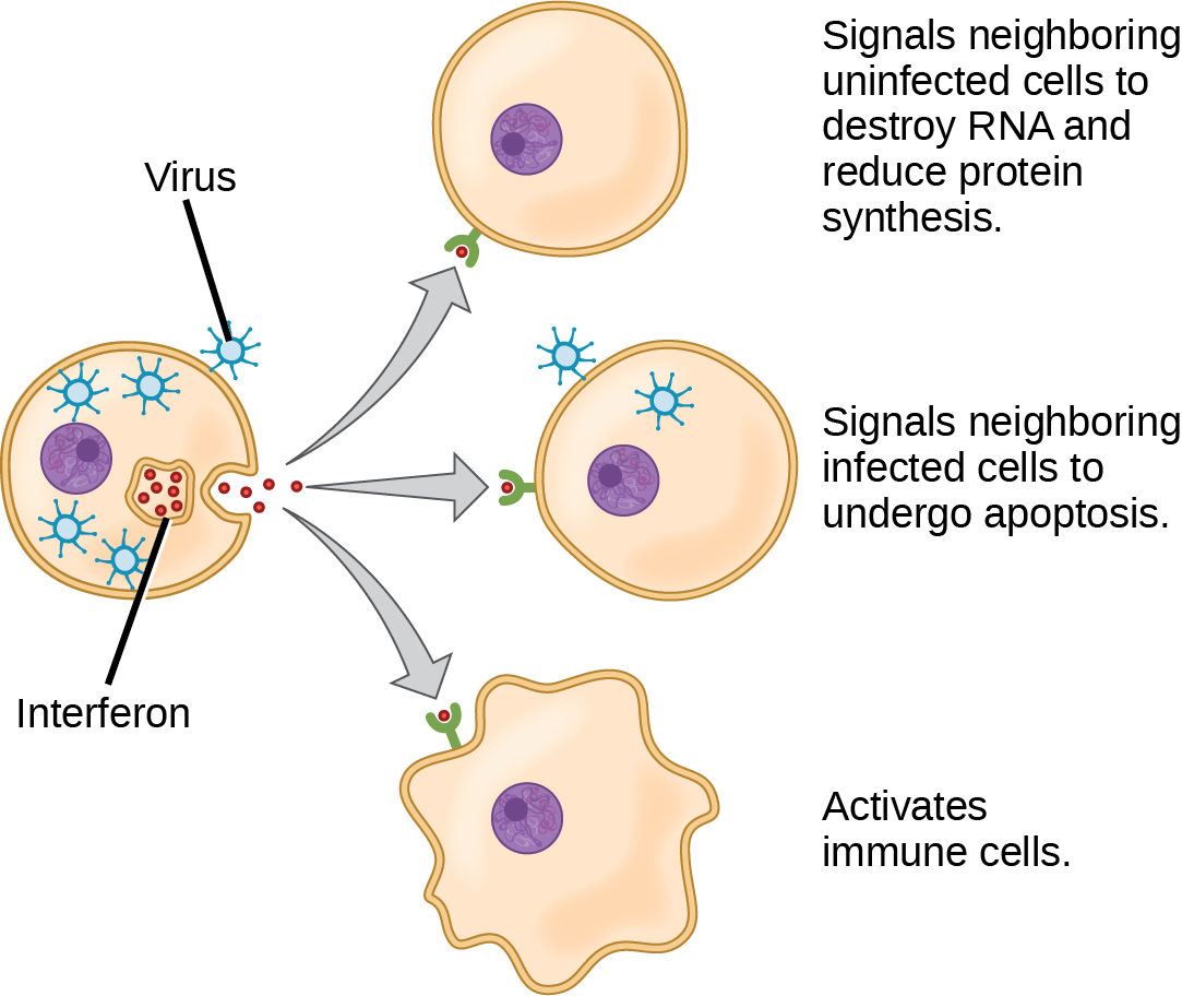 Illustration shows a virus-infected cell secreting interferon, which binds to receptors of neighboring cells. Interferon signals neighboring uninfected cells to destroy R N A and reduce protein synthesis, thus making it more difficult for virus to infect the cell. It signals neighboring infected cells to undergo apoptosis. It also activates nearby immune cells.