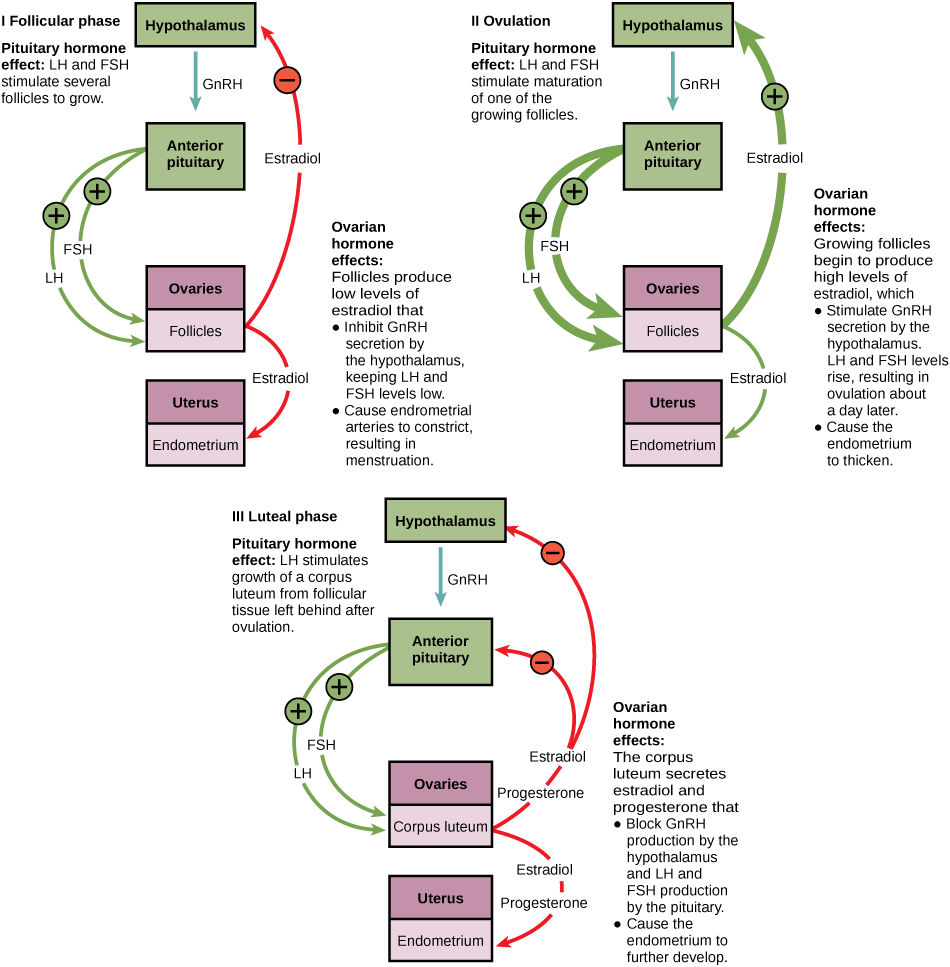 Hormone levels during the follicular phase, ovulation, and the luteal phase are compared. During the follicular phase, L H and F S H secreted from the pituitary stimulate several follicles to grow. The follicles produce low levels of estradiol that inhibit G n R H secretion by the hypothalamus, keeping L H and F S H levels low. Low levels of estradiol also cause the endometrial arteries to constrict, resulting in menstruation. During the time leading up to ovulation, L H and F S H stimulate maturation of one of the follicles. The growing follicle begins to produce high levels of estradiol, which stimulates G n R H secretion by the hypothalamus. As a result, L H and F S H levels rise, resulting in ovulation about a day later. Estradiol also causes the endometrium to thicken. After ovulation, the ovarian cycle enters the luteal phase. L H from the pituitary stimulates growth of the corpus luteum from the ruptured follicle. The corpus luteum secretes estradiol and progesterone that block G n R H production by the hypothalamus and L H and F S H production by the pituitary. Estradiol and progesterone also cause the endometrium to further develop.