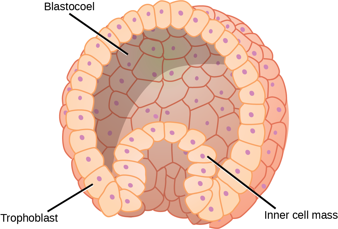 Illustration shows a hollow ball of cells with an inner cell mass clustered to one side. The exterior is called the trophoblast.