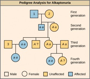 This is a pedigree of a family that carries the recessive disorder alkaptonuria. In the second generation, an unaffected mother and an affected father have three children. One child has the disorder, so the genotype of the mother must be Aa and the genotype of the father is aa. One unaffected child goes on to have two children, one affected and one unaffected. Because her husband was not affected, she and her husband must both be heterozygous. The genotype of their unaffected child is unknown, and is designated A?. In the third generation, the other unaffected child had no offspring, and his genotype is therefore also unknown. The affected third-generation child goes on to have one child with the disorder. Her husband is unaffected and is labeled “3.” The first generation father is affected and is labeled “1.” The first generation mother is unaffected and is labeled “2.” The Art Connection question asks the genotype of the three numbered individuals.