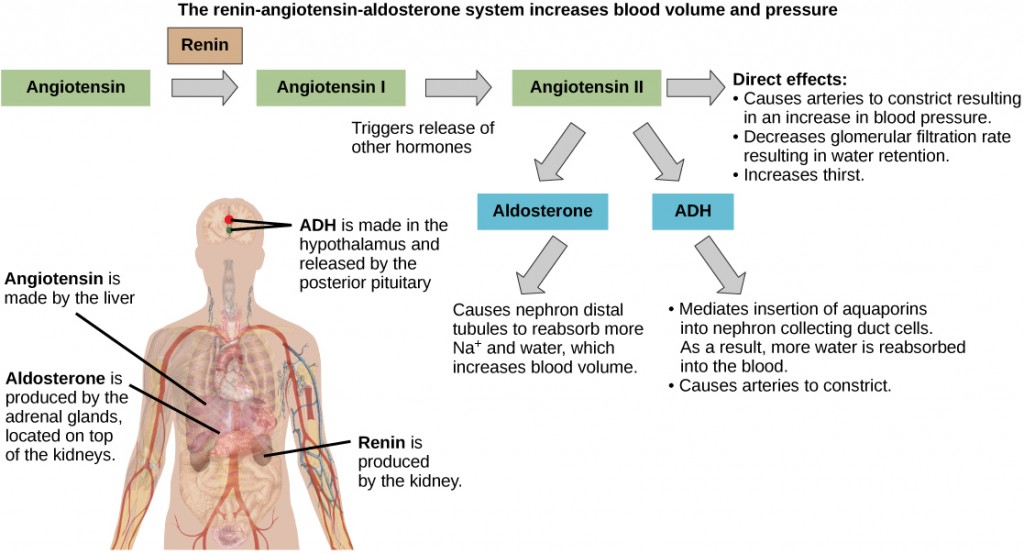 Figure 37.7. ADH and aldosterone increase blood pressure and volume. Angiotensin II stimulates release of these hormones. Angiotensin II, in turn, is formed when renin cleaves angiotensin. (credit: modification of work by Mikael Häggström)