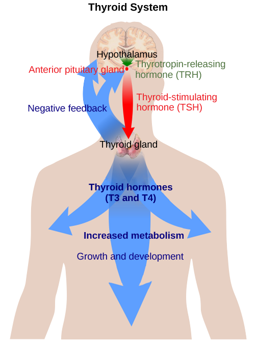 Figure 37.14. The anterior pituitary stimulates the thyroid gland to release thyroid hormones T3 and T4. Increasing levels of these hormones in the blood results in feedback to the hypothalamus and anterior pituitary to inhibit further signaling to the thyroid gland. (credit: modification of work by Mikael Häggström)