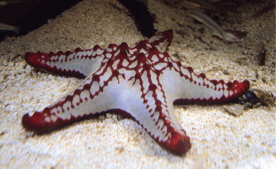 Figure 38.2. The skeleton of the red-knobbed sea star (Protoreaster linckii) is an example of a hydrostatic skeleton. (credit: “Amada44”/Wikimedia Commons)
