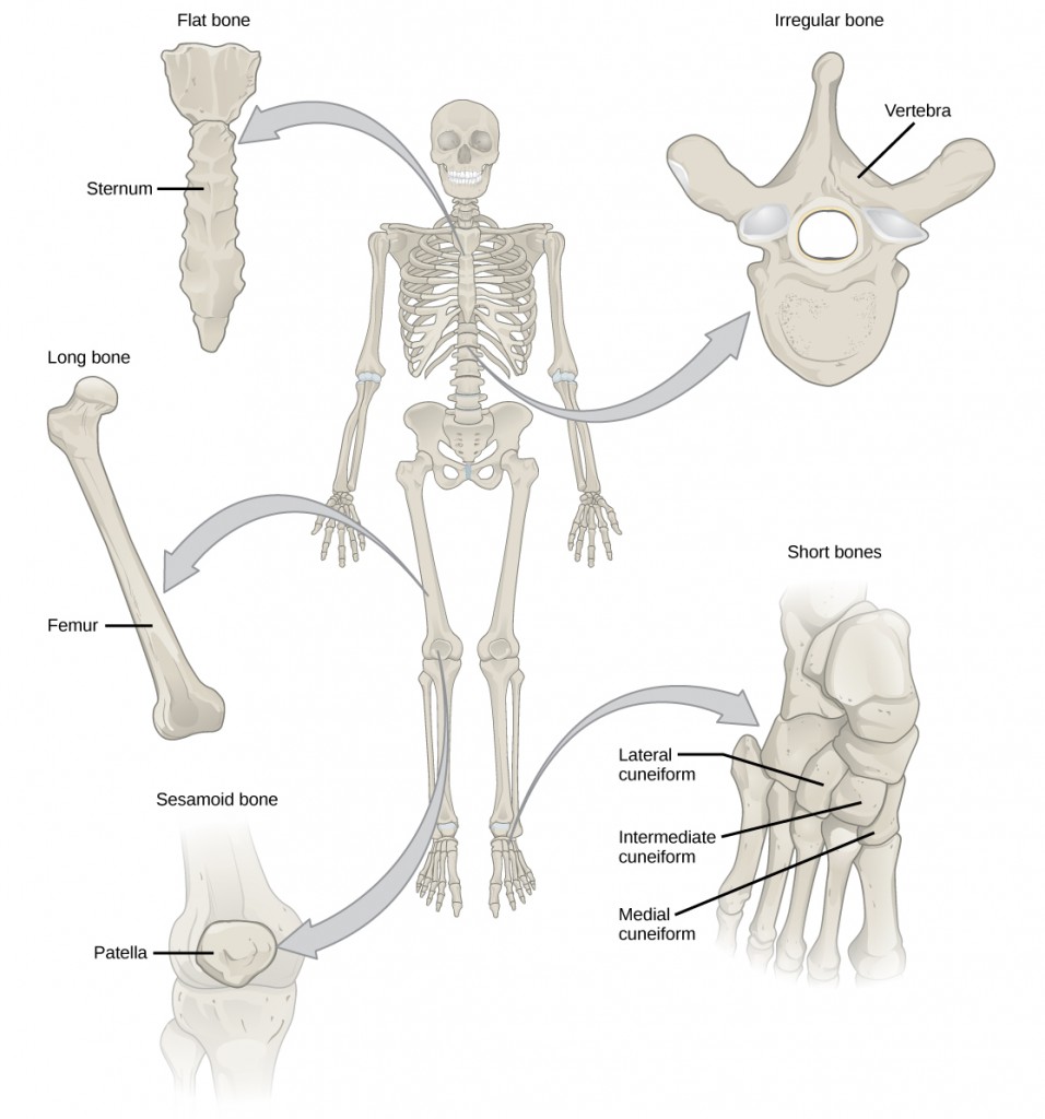 Figure 38.16. Shown are different types of bones: flat, irregular, long, short, and sesamoid.