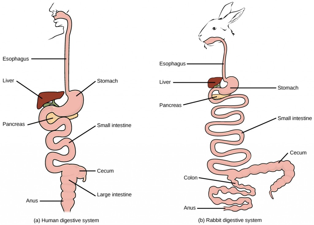 Figure 34.6. (a) Humans and herbivores, such as the (b) rabbit, have a monogastric digestive system. However, in the rabbit the small intestine and cecum are enlarged to allow more time to digest plant material. The enlarged organ provides more surface area for absorption of nutrients. Rabbits digest their food twice: the first time food passes through the digestive system, it collects in the cecum, and then it passes as soft feces called cecotrophes. The rabbit re-ingests these cecotrophes to further digest them.