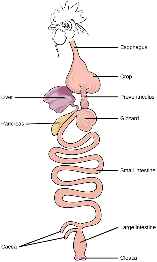 Figure 34.6. (a) Humans and herbivores, such as the (b) rabbit, have a monogastric digestive system. However, in the rabbit the small intestine and cecum are enlarged to allow more time to digest plant material. The enlarged organ provides more surface area for absorption of nutrients. Rabbits digest their food twice: the first time food passes through the digestive system, it collects in the cecum, and then it passes as soft feces called cecotrophes. The rabbit re-ingests these cecotrophes to further digest them.