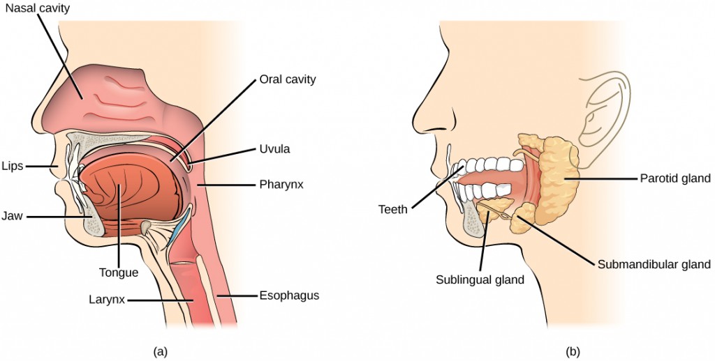 Figure 34.9. Digestion of food begins in the (a) oral cavity. Food is masticated by teeth and moistened by saliva secreted from the (b) salivary glands. Enzymes in the saliva begin to digest starches and fats. With the help of the tongue, the resulting bolus is moved into the esophagus by swallowing. (credit: modification of work by the National Cancer Institute)