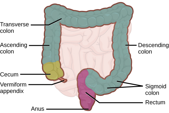 Figure 34.13.  The large intestine reabsorbs water from undigested food and stores waste material until it is eliminated.