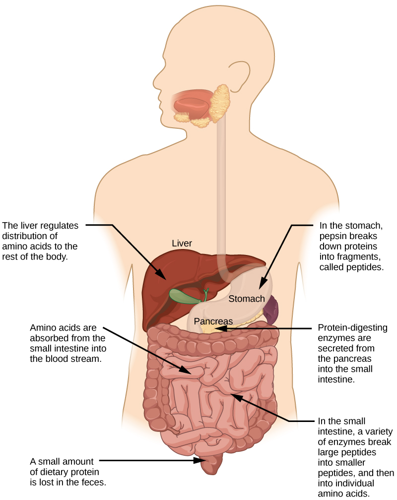Figure 34.17. Protein digestion is a multistep process that begins in the stomach and continues through the intestines.