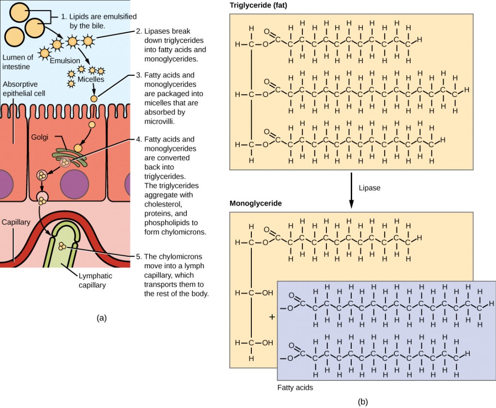Figure 34.18. Lipids are digested and absorbed in the small intestine.