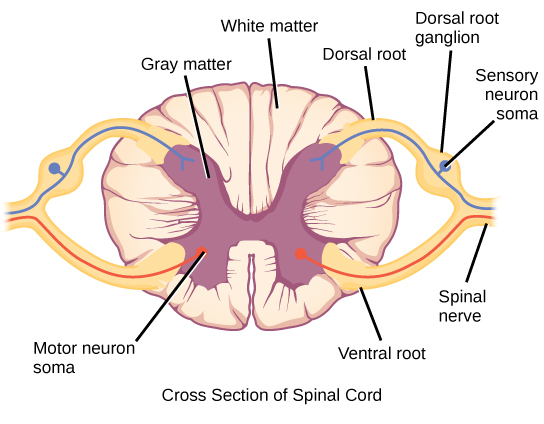 Figure_35_04_04