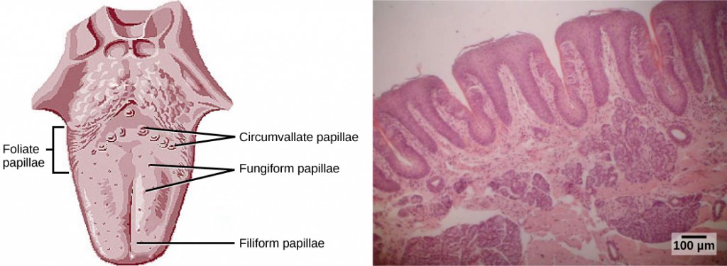 Figure_36_03_03