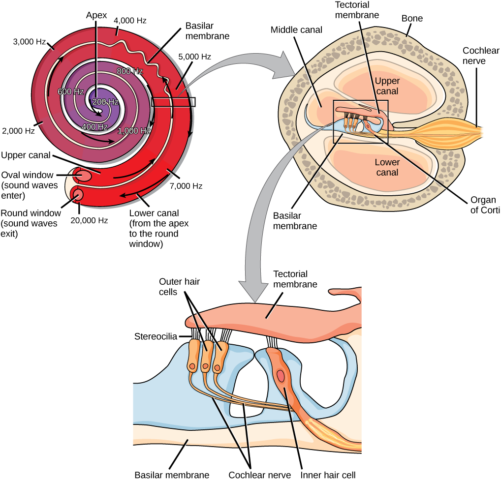 Figure_36_04_03abcf