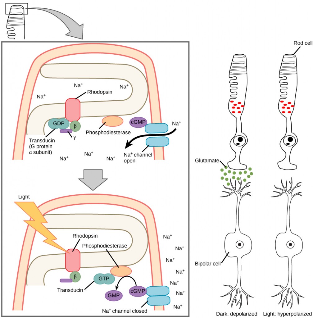 Figure 36.20. When light strikes rhodopsin, the G-protein transducin is activated, which in turn activates phosphodiesterase. Phosphodiesterase converts cGMP to GMP, thereby closing sodium channels. As a result, the membrane becomes hyperpolarized. The hyperpolarized membrane does not release glutamate to the bipolar cell.