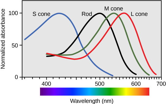 Figure 36.21. Human rod cells and the different types of cone cells each have an optimal wavelength. However, there is considerable overlap in the wavelengths of light detected.