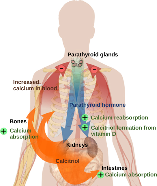 Figure 37.12. Parathyroid hormone (PTH) is released in response to low blood calcium levels. It increases blood calcium levels by targeting the skeleton, the kidneys, and the intestine. (credit: modification of work by Mikael Häggström)