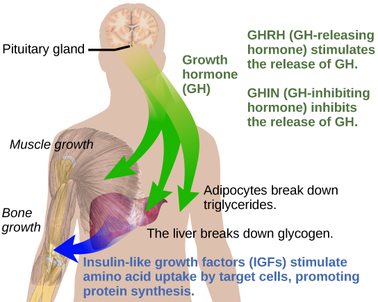 Figure 37.13. Growth hormone directly accelerates the rate of protein synthesis in skeletal muscle and bones. Insulin-like growth factor 1 (IGF-1) is activated by growth hormone and also allows formation of new proteins in muscle cells and bone. (credit: modification of work by Mikael Häggström)