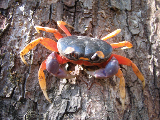 Figure 38.3. Muscles attached to the exoskeleton of the Halloween crab (Gecarcinus quadratus) allow it to move.