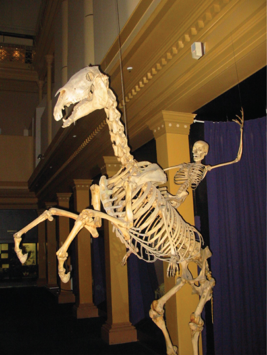Figure 38.4. The skeletons of humans and horses are examples of endoskeletons. (credit: Ross Murphy)