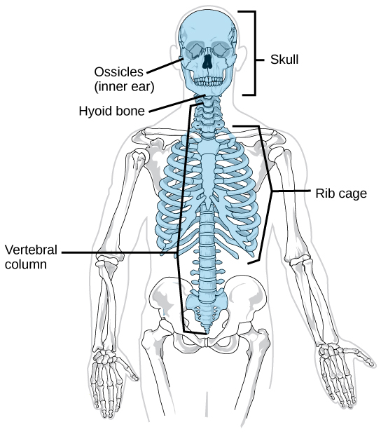 Figure 38.5. The axial skeleton consists of the bones of the skull, ossicles of the middle ear, hyoid bone, vertebral column, and rib cage. (credit: modification of work by Mariana Ruiz Villareal)